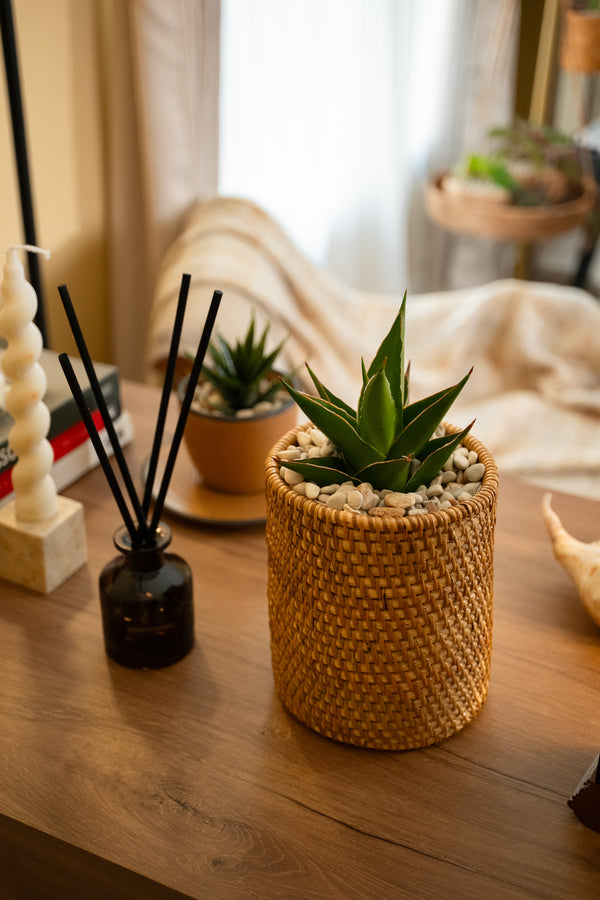 Rattan desk planter with small succulent and stones styled with diffuser and home accessories