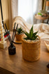 Natural rattan plant pot with terracotta insert and saucer indoor