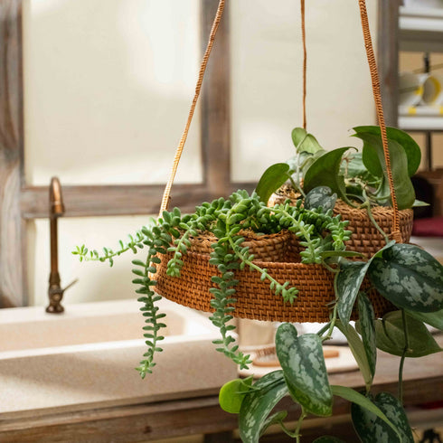 Hanging baskets with green plants on a windowsill