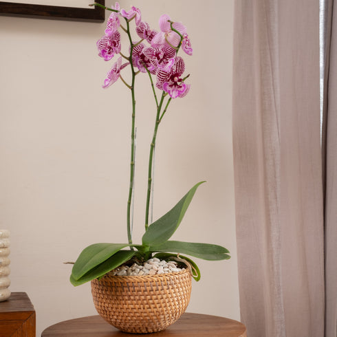 Rattan Pot - Coastal Villa Homeware