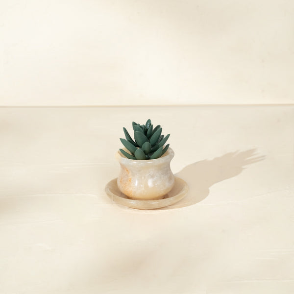 small onyx plant pot with matching saucer and succulent on neutral background