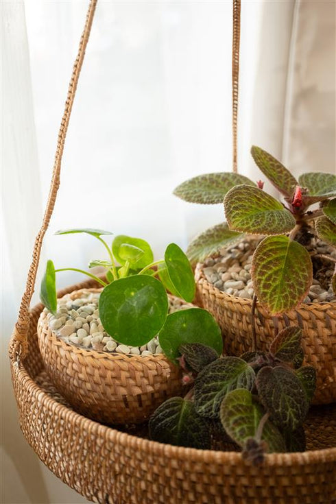 Rattan hanging planter tray with small woven plant pots and indoor houseplants by a window