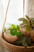 Rattan hanging planter tray with small woven plant pots and indoor houseplants by a window