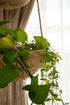 Rattan hanging planter tray with trailing indoor plant vines near curtains
