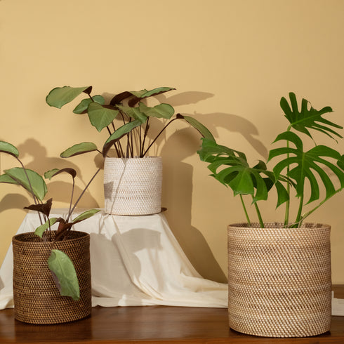 Handwoven rattan plant pots in natural, dark brown and white wash finishes styled with indoor plants on a wooden table