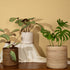 Handwoven rattan plant pots in natural, dark brown and white wash finishes styled with indoor plants on a wooden table