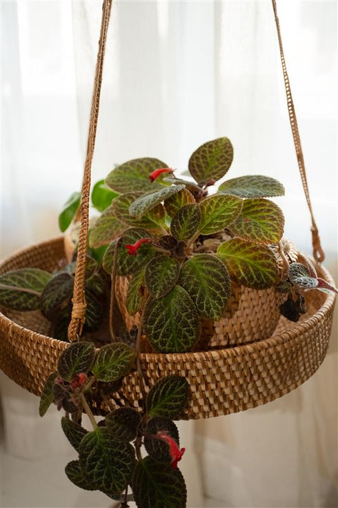 Indoor plant in small rattan pot placed inside a woven hanging planter tray