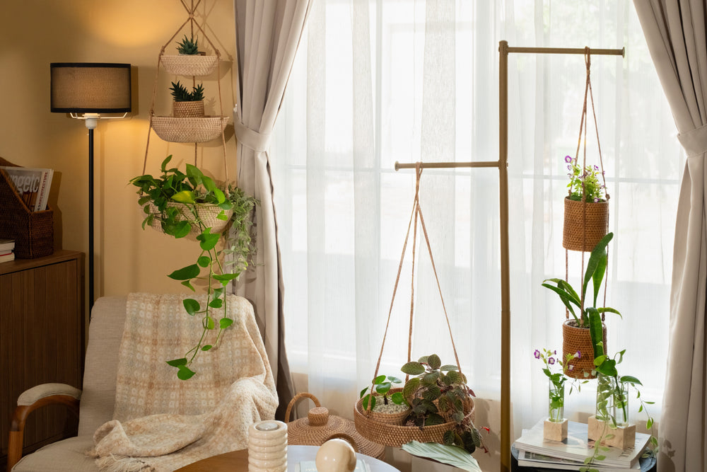 Where to Place Indoor Hanging Plants